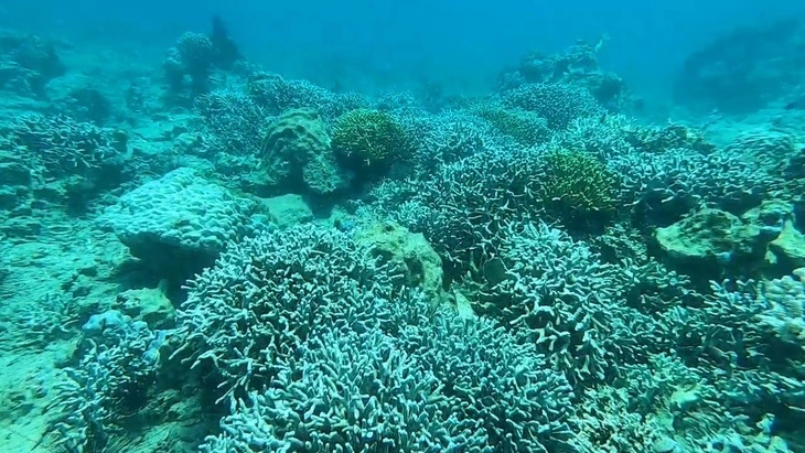 Nha Trang đề xuất mở lại điểm lặn biển ở Hòn Mun